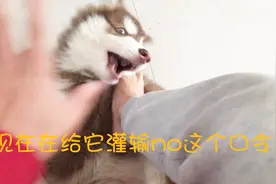 主人的脚有点凉，强行用阿拉斯加暖脚，阿拉：我怎么摊上个这主人视频封面