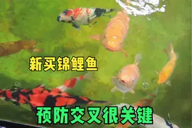 新买锦鲤鱼趴缸充血蹭缸不游动，是交叉感染引起，预防为主视频封面