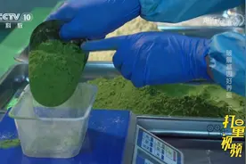 想让蚕吃人工饲料，专家发现：得弄明白蚕为何喜食桑叶|走近科学视频封面