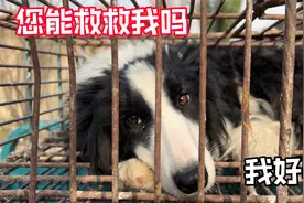 即将被主人卖到狗肉馆的边牧，吓得蜷缩在笼子里，眼神充满了恐惧视频封面