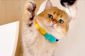 测试猫咪反应速度，一个是王者一个如废柴，差距居然这么大！视频封面