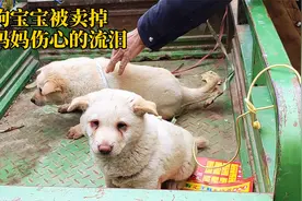 狗狗母子被拉到集市出售，小狗被买走，狗妈妈伤心的流眼泪视频封面