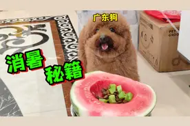 室内38度高温！来看看在广东的狗狗，夏天如何消暑！