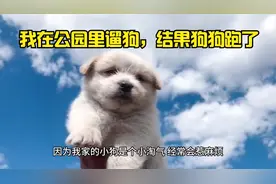 我在公园里遛狗，结果狗狗跑了视频封面