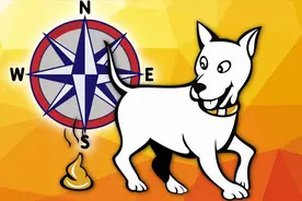 狗狗大便前原地转圈的神秘“仪式感” 竟是在感应地球磁场