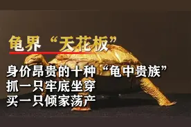 身价昂贵的十种宠物龟，买一只的钱能娶五个媳妇，论克卖贵比黄金视频封面