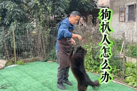 狗喜欢扒人，一个让很多铲屎官头疼的问题，看训犬师如何纠正行为视频封面