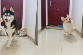 狗子走“猫步”！二哈优雅萨摩耶妩媚，柯基只剩尴尬：就怪腿太短视频封面