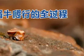 蜗牛爬行的全过程看上去有些禅意视频封面