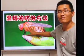 樱桃、桃里面有蛆虫怎么办，果蝇如何防治？视频封面