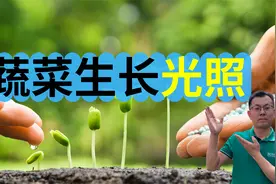 蔬菜生长的光照：什么是全日照，半日照，全阴，你理解的对吗？视频封面