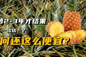 菠萝2-3年才结果，一次只能结一个果实，为何还卖得这么便宜？视频封面