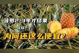 菠萝2-3年才结果，一次只能结一个果实，为何还卖得这么便宜？视频封面