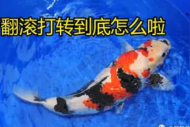 养殖锦鲤过程中身体很瘦，突然之间在鱼缸里面翻转打转怎么回事？视频封面