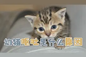 幼猫呕吐是什么原因视频封面