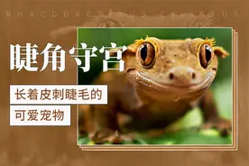 睫角守宫——长着皮刺睫毛的可爱宠物视频封面