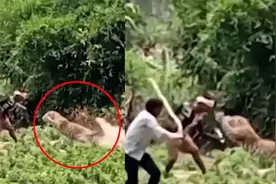 实拍印度男子死战猎豹：棍子挥打被瞬间扑倒 利爪划出几道血口视频封面