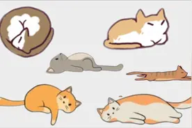 猫的睡觉方式所代表的含义