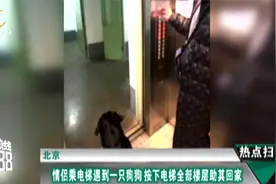 北京：情侣乘电梯遇到一只狗狗，按下电梯全部楼层助狗狗回家视频封面