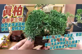 真柏春剪第三弹：糸鱼川、系鱼川、纪州、济州怎么回事？山采特征