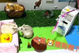 仓鼠二胖坐在沙发上和大黄吹着空调撒着狗粮，看的我都有点羡慕了