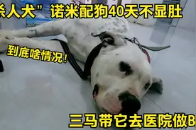 杀人犬诺米配狗40天不显肚，三马带它去医院做B超，结果大失所望视频封面