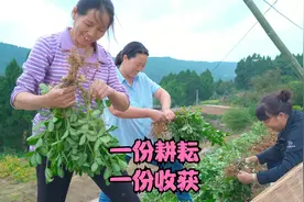 农村婆媳同住，儿子成天不在家，看俩人怎么和谐相处？视频封面