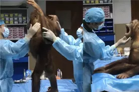 可爱！动物园猩猩乖乖做动作配合体检 一张嘴围观游客跟着“啊”视频封面