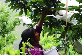 给儿子泡两瓶车厘子酒，他挺爱喝。视频封面