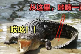鳄鱼砍了尾巴还能活吗？没有尾巴的鳄鱼还能游泳和捕猎吗？视频封面