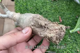 沙漠玫瑰烂了别扔！只要“狠一点”，哪怕只剩一截，照样长出新根视频封面