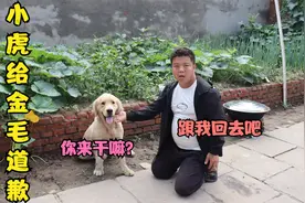 小虎后悔把金毛赶出去了，所以想把它叫回来，它会跟小虎回家吗？视频封面