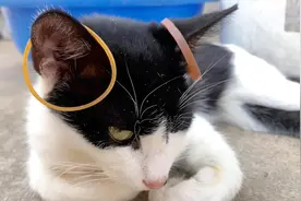 猫耳朵有多敏感：橡皮筋挂上去，瞬间弹飞，笑死人#奇妙的猫咪#视频封面