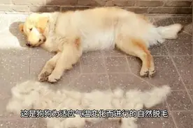 狗狗掉毛一块一块的是什么原因视频封面