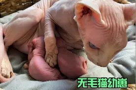 无毛猫生下两只小猫，价格十分昂贵视频封面