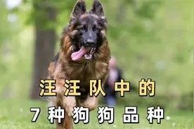 汪汪队中的7种狗狗品种，你都认识吗？视频封面