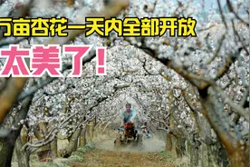万亩杏花一天内全部开放，实地探访遇农村大叔，听听他咋说视频封面