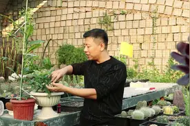 茉莉种的“贵货”垂丝茉莉，掌握好技巧，小苗也能开花，香味好闻