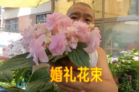 平顶绣球的复瓣品种：婚礼花束，问天小苗开了4朵花视频封面