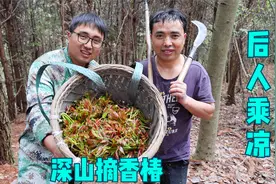 前人种树后人乘凉，爷爷种了20年的香椿，冬宝搞了一背篓，发财了视频封面