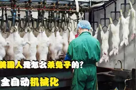 美国人是怎么杀兔子的，全自动机械化，怪不得美国兔肉那么便宜视频封面