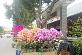 广州芳村花木市场，各种各样的花草树木太漂亮了视频封面