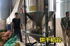 割完的稻谷别再拿去晒了，农村小伙直接拿去烘干，方便又快捷