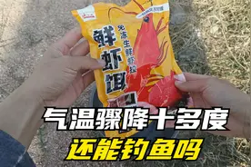 鲜虾饵钓鱼行不行？小伙野钓实测：气温骤降10度能招来鱼吗？视频封面