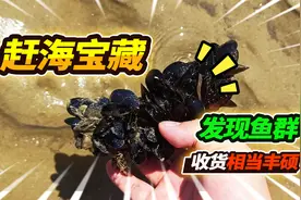 入秋第一次赶海发现宝藏级海虹，抓到猫眼螺寄居蟹，鱼群太丰硕了视频封面