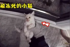 雪地冻到濒死的小猫，男人连续按摩2小时，如今成为孩子最好玩伴视频封面
