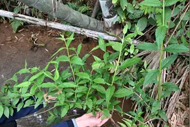 遇见又不认识的植物，能够使活鱼麻醉，它的用途与价值了解吗？视频封面