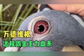 信鸽鉴赏：远程王者万德维根，能飞恶劣天气，重金难求一只视频封面