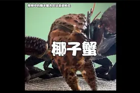 椰子蟹的味道，真是一言难尽啊！