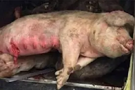 病死猪最后如何处理？真的会做成火腿肠吗？养猪场老板透露内幕视频封面